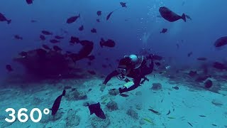 Mactan Cebu OLANGO island fish feeding 360° VR [upl. by Enad]