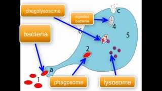 Immunology  Macrophage function part 34 [upl. by Ainwat]