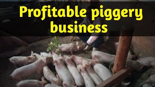 How to Start Your Own Piggery Farm Beginners Guide [upl. by Etnauj83]