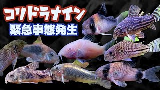 【熱帯魚飼育アクアリウム】ヒゲ無しコリドラスを購入、一週間でヒゲがはえた（育毛剤不使用）＆ 要注意！！コリドラスが寄生虫ギロダクチルスにやられる【水草増えすぎ水槽】 [upl. by Minton709]