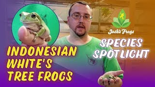 Indonesian Whites Tree Frogs  Species Spotlight with Zach [upl. by Elleynad]