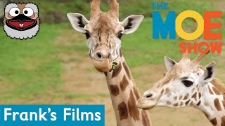 Franks Friends  Giraffes  Kids Learn About Giraffes  Fun amp Educational Giraffes Animals [upl. by Yvan]