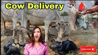 Normal Calf Delivery  New Born Calf Delivery  Dystocia  Cow Delivery 🐄 🩸 trendingvideo animals [upl. by Lindblad719]