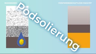 Bodenkunde verstehen – Podsolierung [upl. by Bucky]