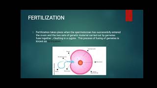 Zygote and embryonic development [upl. by Ephrem768]