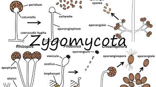 How to Pronounce Zygomycota [upl. by Suzie]