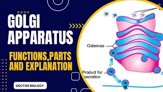 Golgi Apparatus or Golgi complex in urdu hindi and English Golgi vesicles [upl. by Rae103]