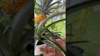 🍍Mini pineapple experiment… [upl. by Odrareve]