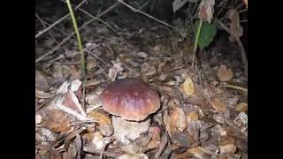 Come Cresce un Boletus Edulis il Timelapse Incredibile che mostra la crescita dei Porcini [upl. by Server330]