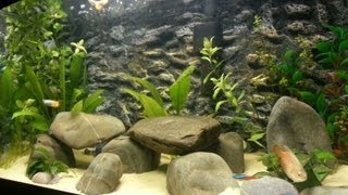 Tropical fish tank 60 litre Aggressive Dwarf Gourami [upl. by Hahnert]