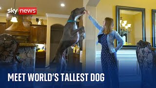 Meet Zeus  the worlds tallest dog  who may be on track to break a new record [upl. by Ahab]