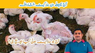 Control shed No 3 Broiler Chicken Day 37  broiler chicken poultry farming  MAmin Hamid Dar [upl. by Hallie]