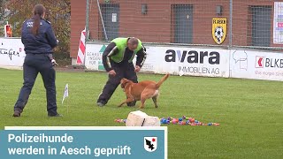 Polizeihundeprüfung auf dem Löhrenacker  BirsstadtTV Aesch [upl. by Uhthna23]