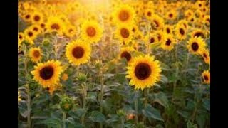 Italys Milano city biggest Sunflower Garden in Vimodrone [upl. by Eednahs]