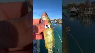 Fishing with LIVE BAIT on a TINY ROD 🐟🎣 fishing [upl. by Trueblood10]