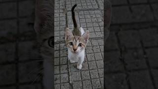 Mom and baby kitten live on the street😢❤️ [upl. by Shanney]