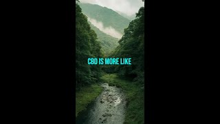 CBD vs THC [upl. by Orlando]