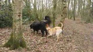 Roxie en Haylie met verliefde reu 2732010wmv [upl. by Sherill]