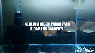 SEBELUM amp SESUDAH PEMBERIAN CAROPHYLL KE IKAN LOUHAN [upl. by Adnarahs]