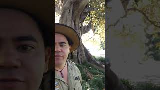 Moreton Bay Fig Part 13 nature australia [upl. by Tarrsus]