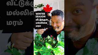 How to protect indoor plants from winter 🇨🇦 Canada Tamil Vlog [upl. by Darian395]