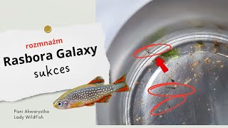 Hodowla i rozmnażanie Rasbora Galaxy  Niebiański Danio Perłowy  Danio Margaritatus [upl. by Aidiruy]