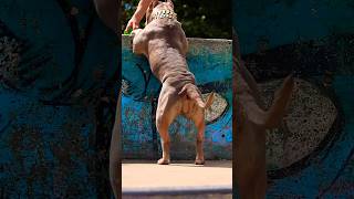 Pitbull Vs doberman dog fight 🔥🔥🐕‍🦺shorts facts pitbull doberman fighting dog youtubeshorts [upl. by Demakis]