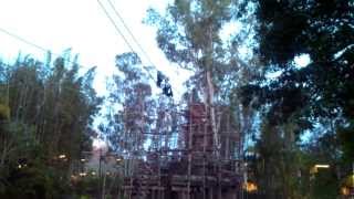 Siamang gibbons at Sundown  Disneys Animal Kingdom [upl. by Orland]