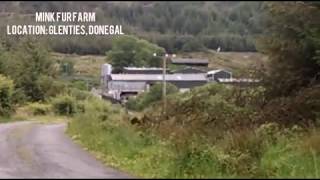 Mink Farm at Glenties CoDonegal [upl. by Aynos]