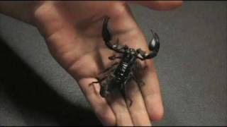 Heterometrus longimanus The Asian Forest Scorpion [upl. by Radek]