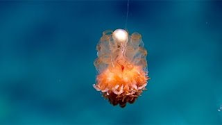 Dandelion siphonophore [upl. by Tadeo]