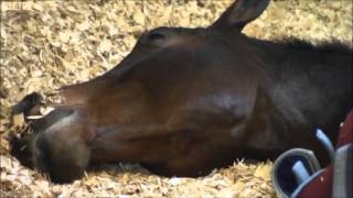 Carl Hester and Charlotte Dujardin on BBC [upl. by Leiba]