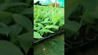 Banana small plant in hyderabad banana farming [upl. by Mehelhteb]