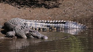 Mowbray River Saltwater Crocodile [upl. by Kapeed]