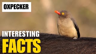 Exploring the Fascinating World of Oxpecker  Interesting Facts  The Beast World [upl. by Laurena]