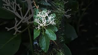 Explore Kew royal botanical gardens with me Part 1 nature naturelover stressrelief [upl. by Blayze396]