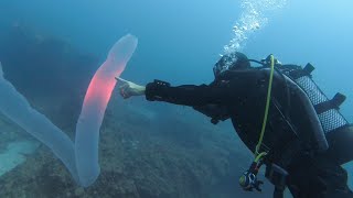 Pyrosome in Tenerife Rare sighting of 5m Pyrosoma Atlanticum scuba diving in the Canary Islands [upl. by Ches76]