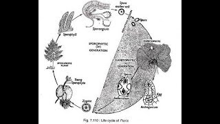 Pteris Life Cycle 2017 HD [upl. by Ardnaxila264]