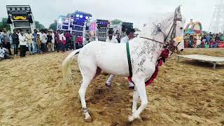 kajal ghodi ka dance desusar mele me।।horse।।horse dance।।nagin dance।।2004 [upl. by Gnuoy]