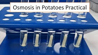 Osmosis Potato Practical [upl. by Llen987]