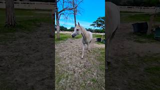 Watch the horses gait carefully 😂😂😍 horse horses horselover [upl. by Soo423]