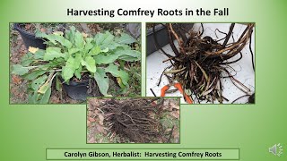 Harvest Comfrey Roots in the Fall [upl. by Viafore]