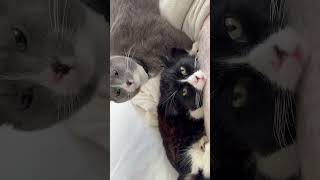 Cat hissing at owner [upl. by Dorella]