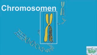 Wat zijn Chromosomen Chromosomes explanation [upl. by Roseann]