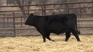 Lot 8  2024 PHG Princesses of the Prairie  Gelbvieh Female Sale [upl. by Riesman959]