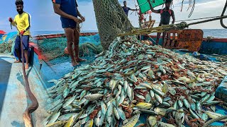 AMAZING 🤩 We Caught Tons of Mackerel and Trevally Fish in a Single Catch 😃WOWquot [upl. by Bess634]