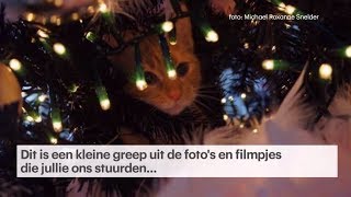 Kat VS Kerstboom  EDITIE NL [upl. by Sinnard]