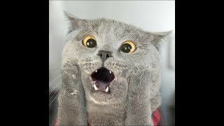 Funny CATS  Lustige Katzen Videos😹 quot2024quot Ep18 [upl. by Rica76]