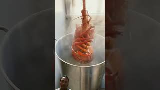 Asmr lobster cooking spinylobster seafood lobster seafoodboil asmr [upl. by Gordie]