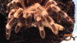 Acanthoscurria geniculata L10 attacking worms [upl. by Emyam]